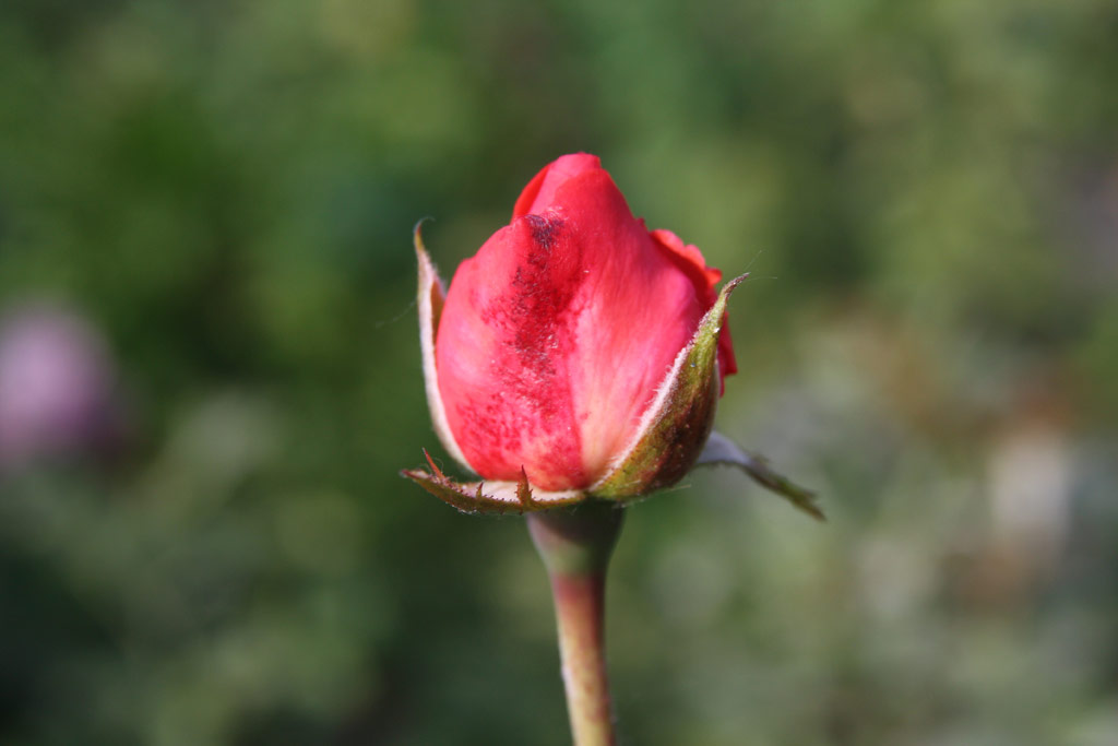 růže Ricarda