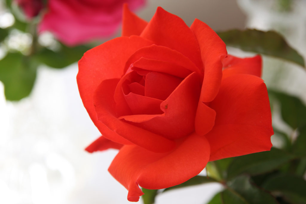 růže Ridhaum