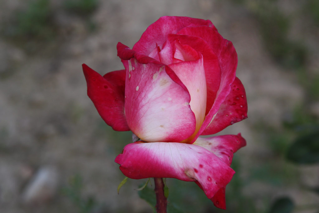 růže Rina Herholdt