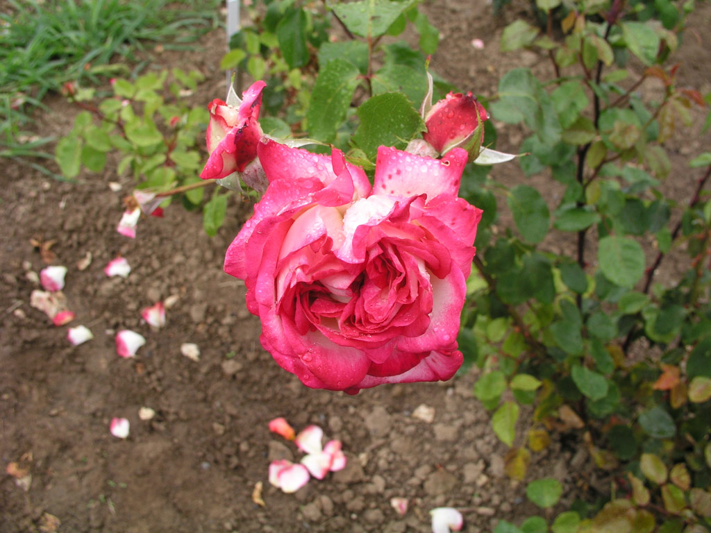 růže Rina Herholdt