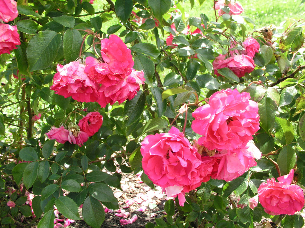 růže Ritausma (I.)