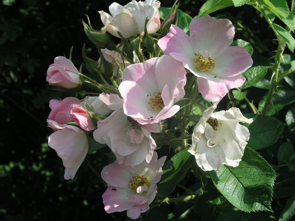 růže Ritausma (II.)