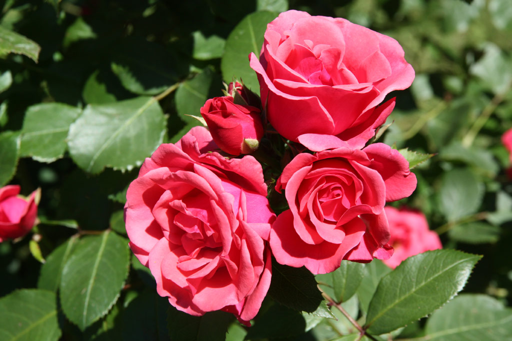 růže Ritter von Barmstede