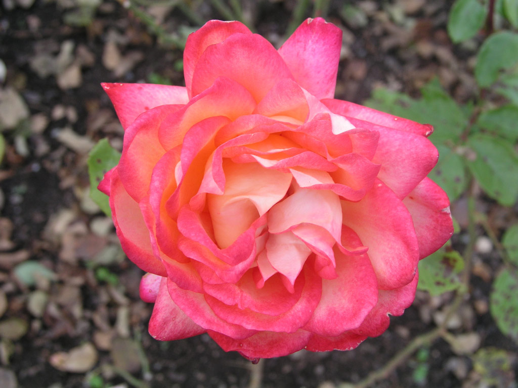 růže Rittertum