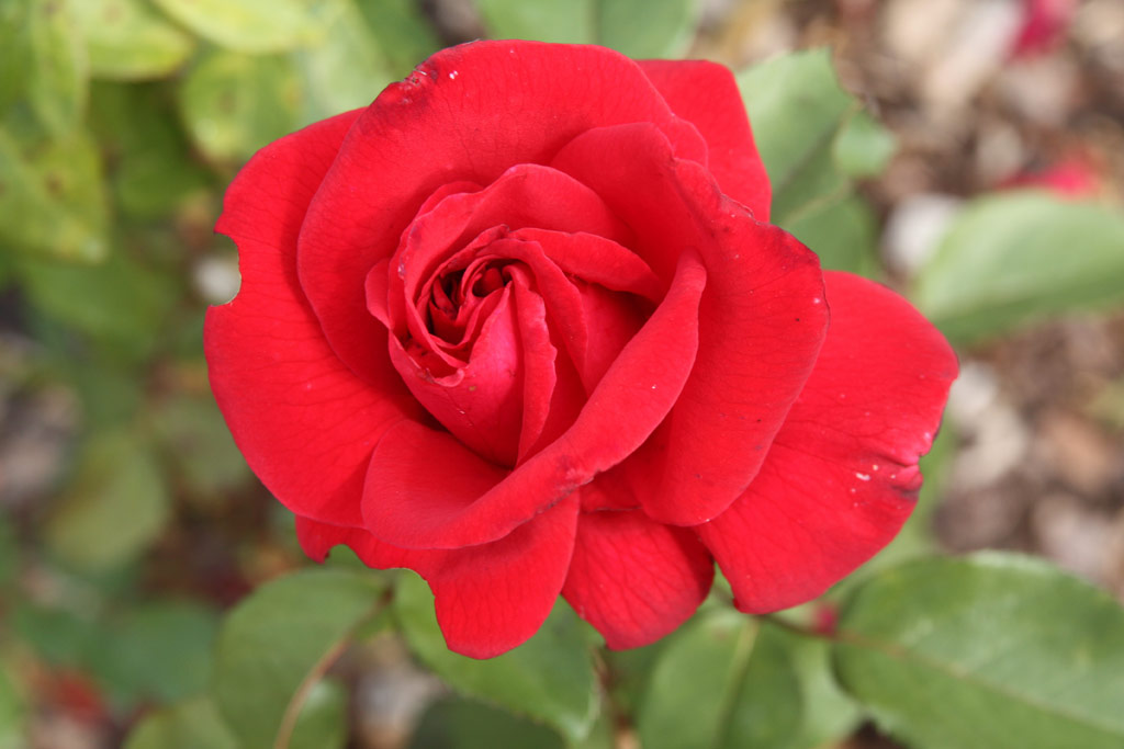 růže Rob Roy