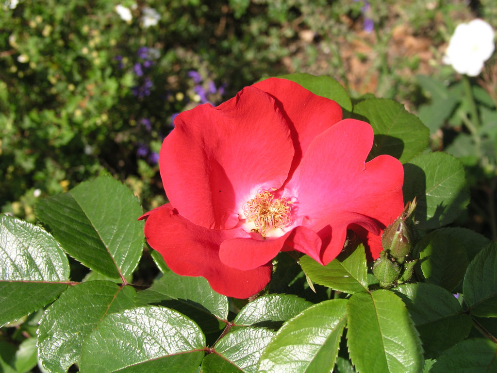 růže Robusta