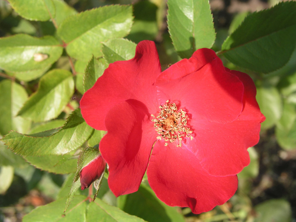 růže Robusta