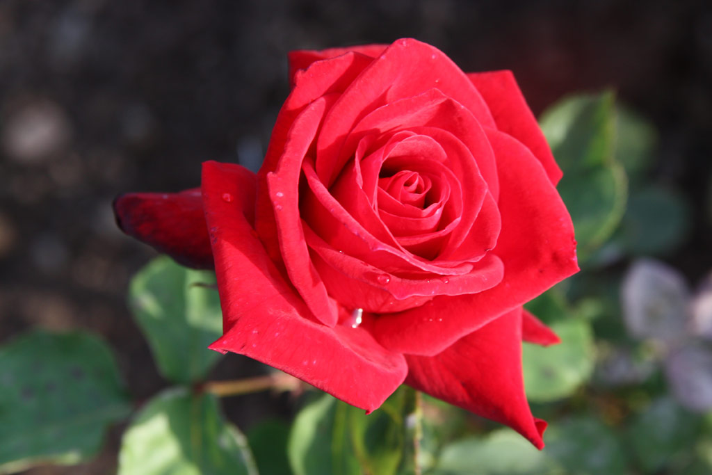 růže Roelof Buisman