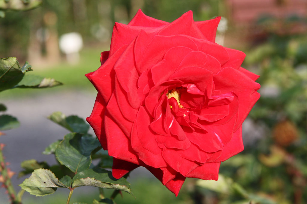 růže Roelof Buisman