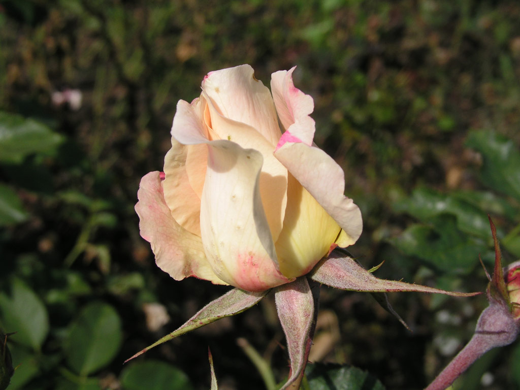 růže Rokoko (Tantau)