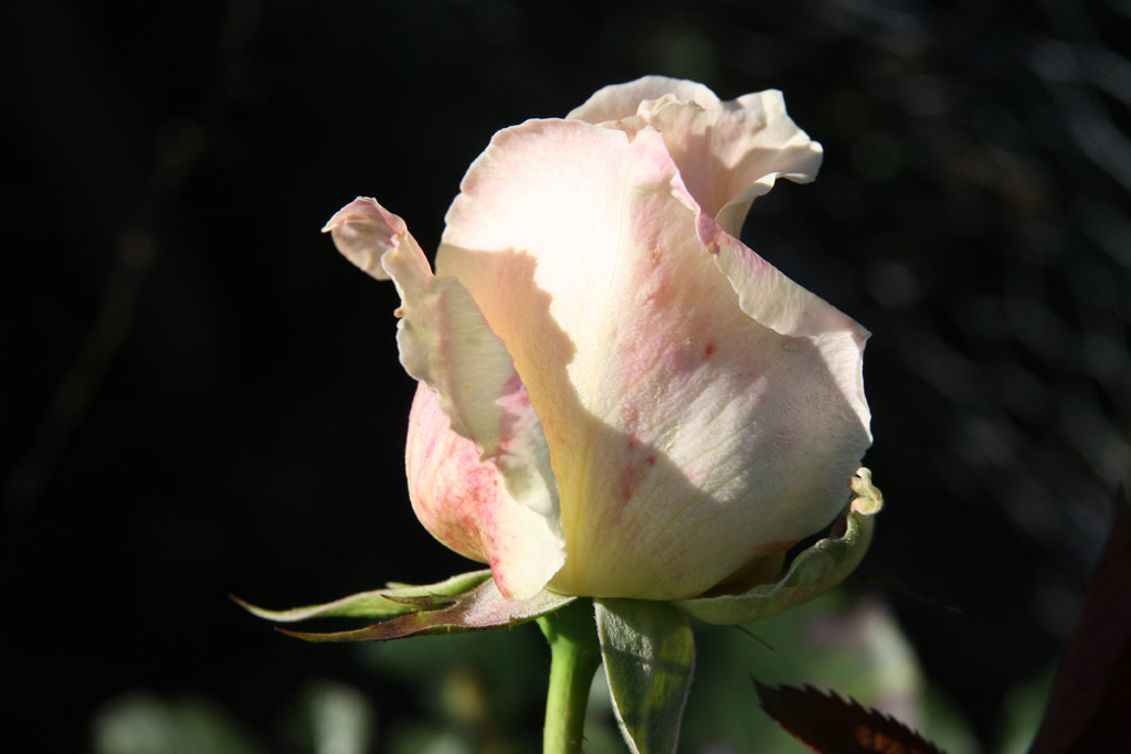 růže Rokoko (Tantau)