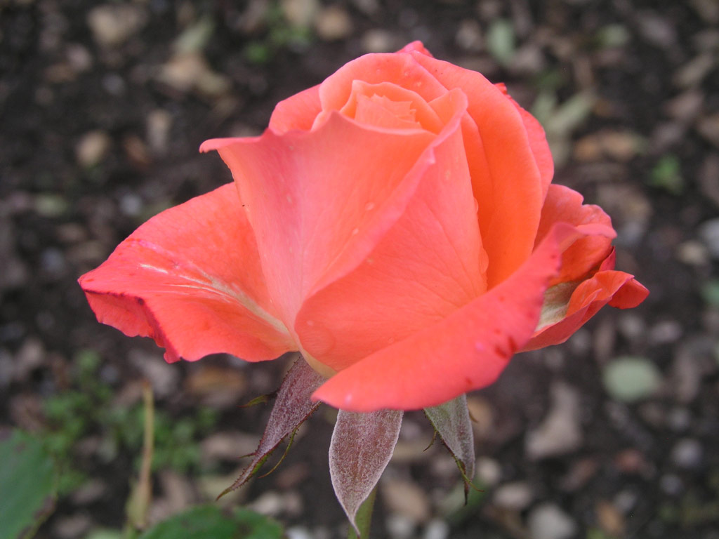 růže Roletta