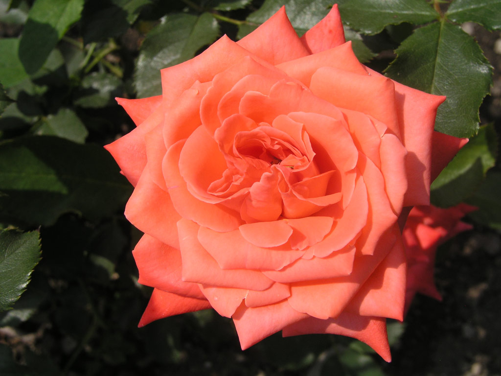 růže Roletta