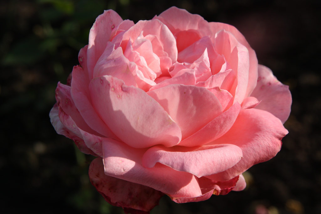 růže Romantica