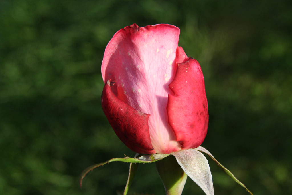 růže Romantica