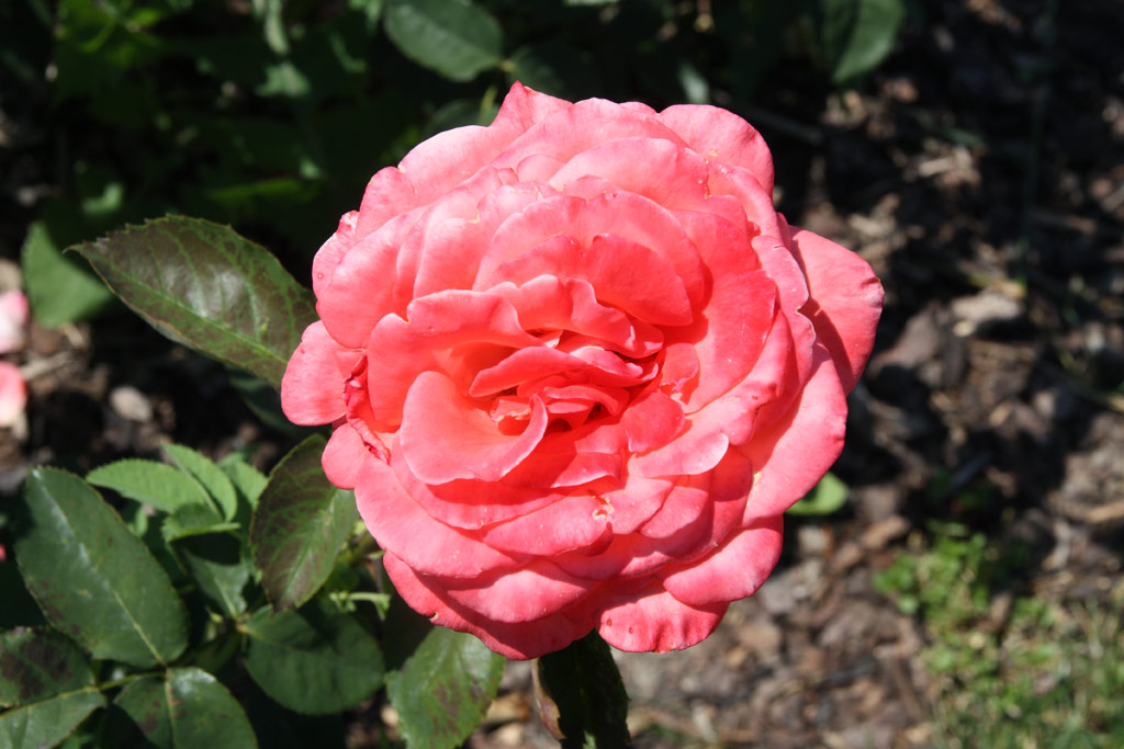 růže Romantica 76