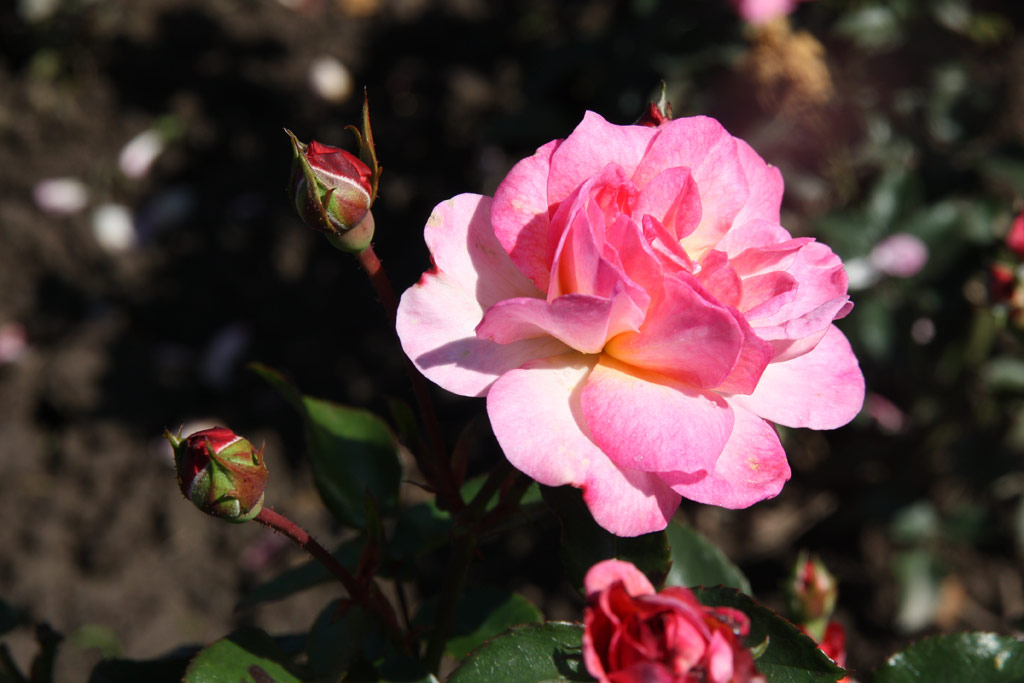 růže Romanze (Haenchen)