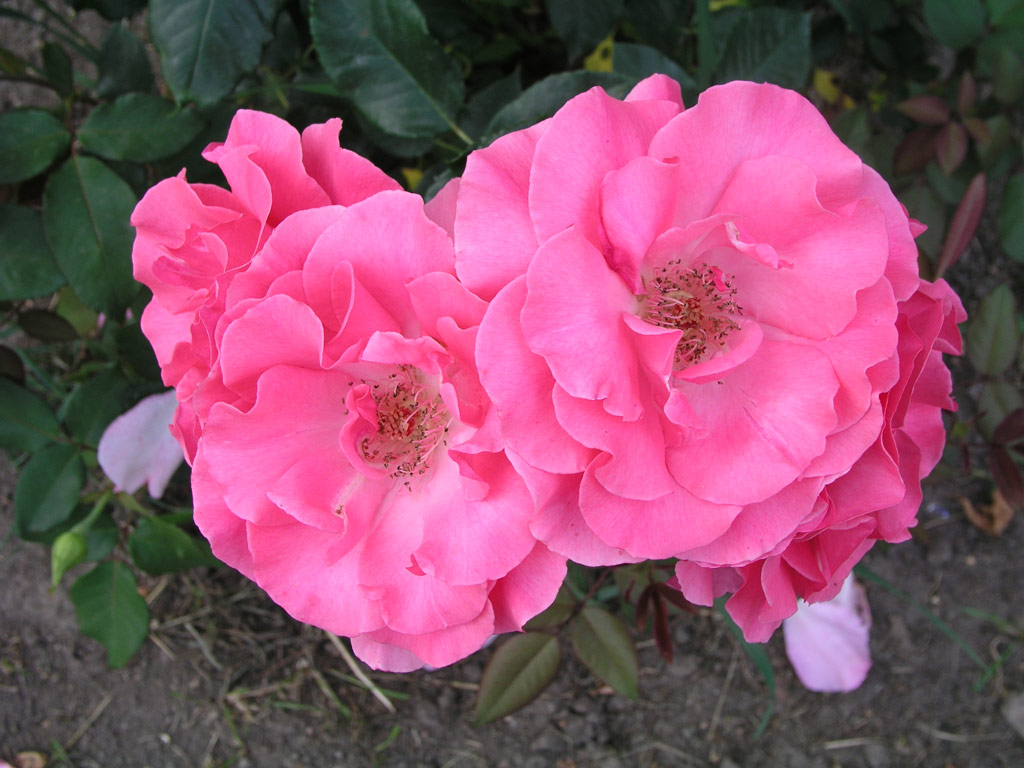 růže Romanze (Tantau)
