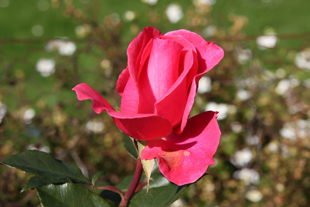 růže Romanze (Tantau)