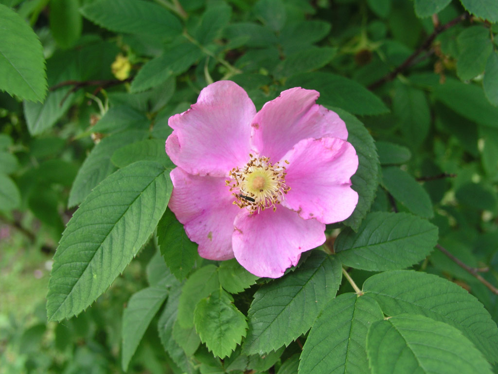 růže Rosa acicularis