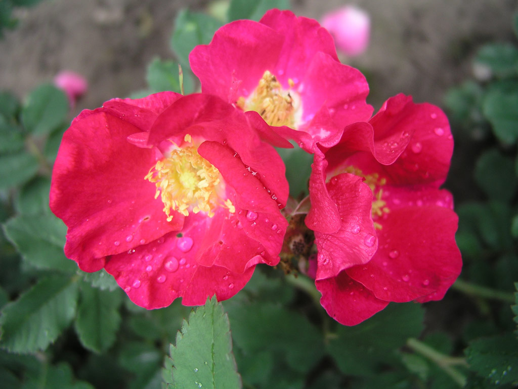 růže Rosa arkansana