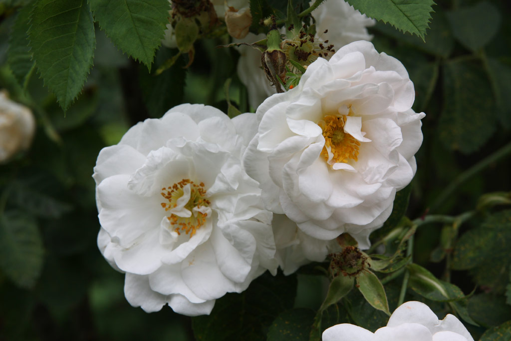 růže Rosa arvensis splendens