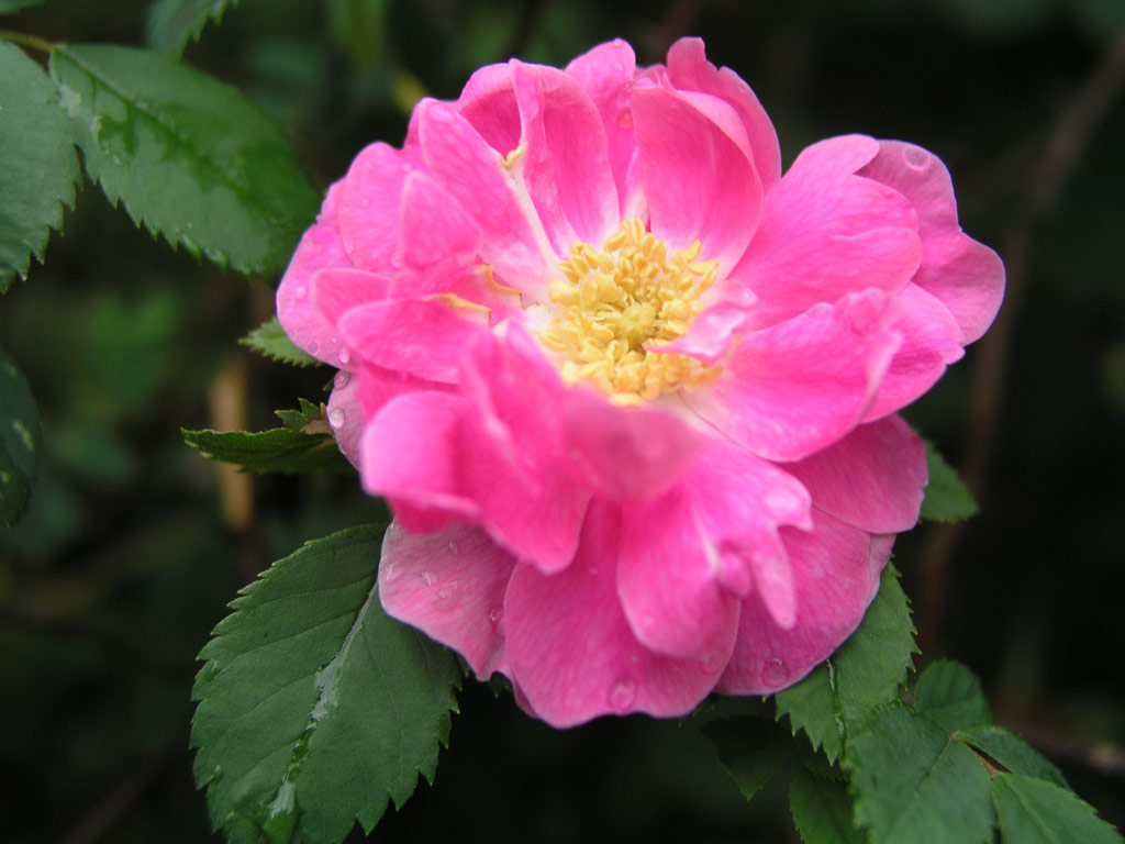 růže Rosa californica Plena