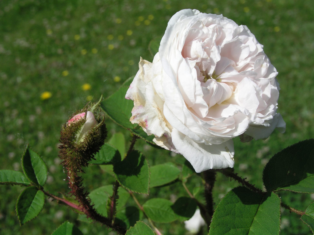růže Rosa centifolia albo-muscosa