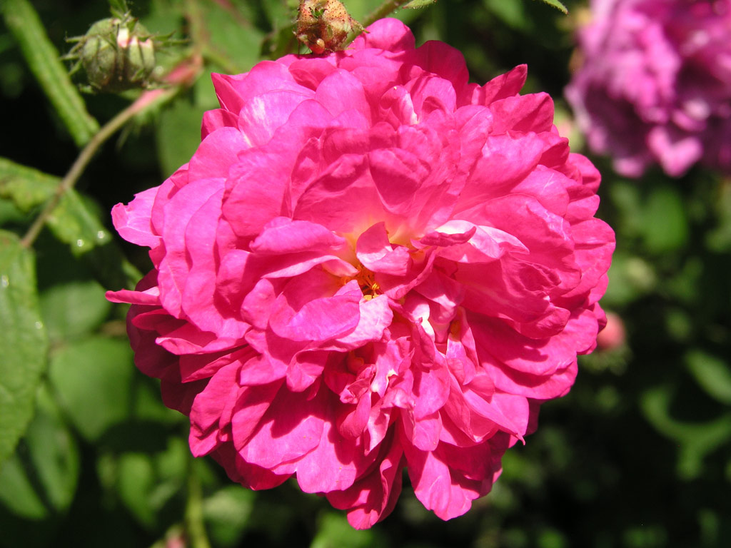 růže Rosa centifolia