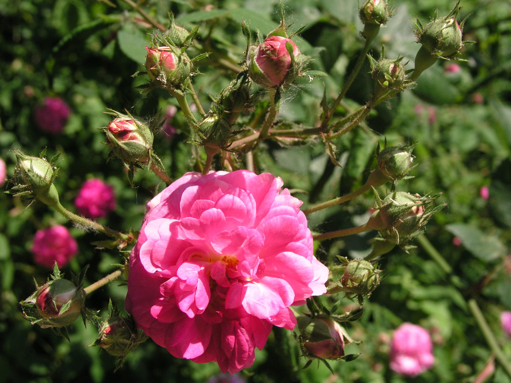 růže Rosa centifolia