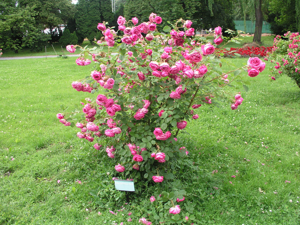 růže Rosa centifolia major