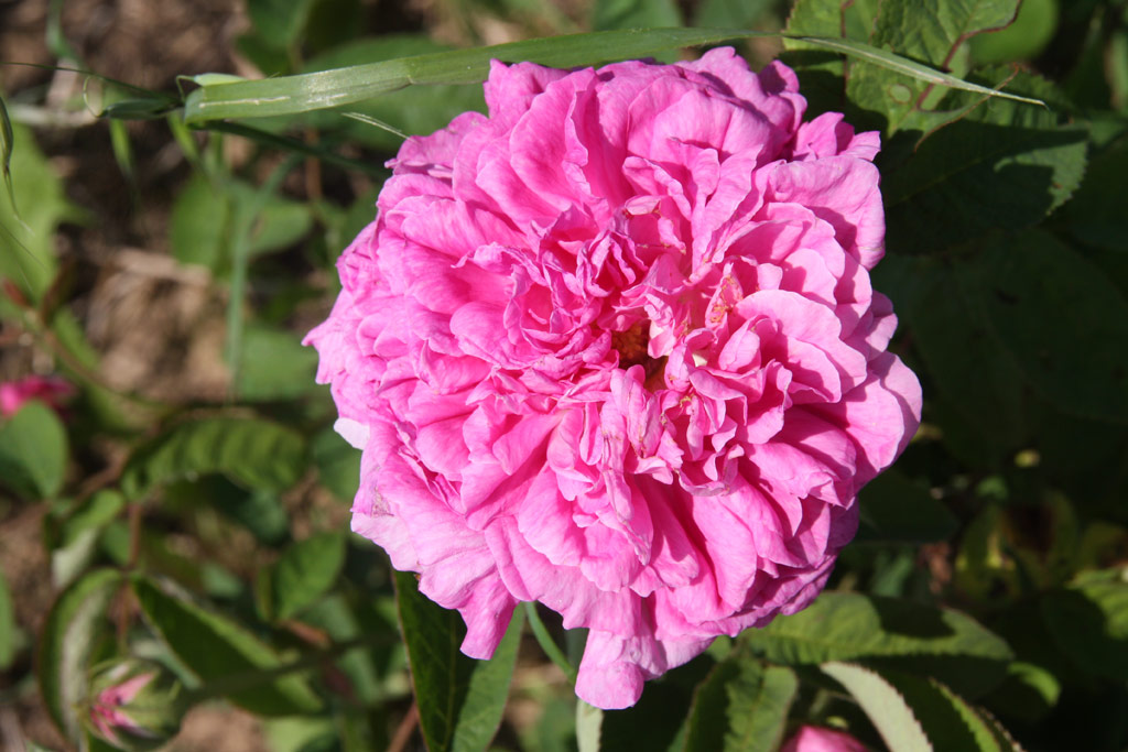 růže Rosa centifolia major