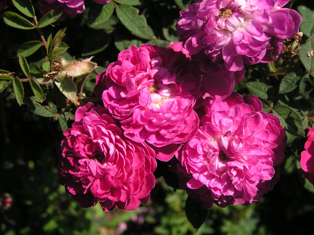 růže Rosa centifolia minor