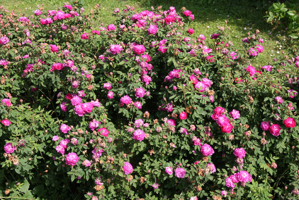 růže Rosa centifolia minor