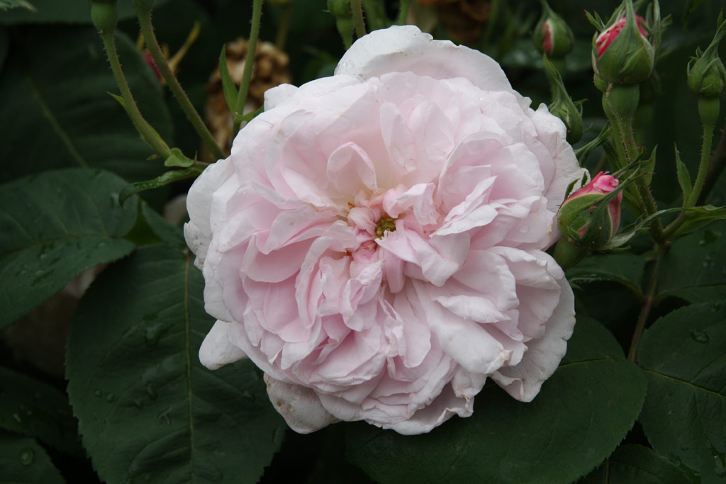 růže Rosa centifolia minor (Linz)