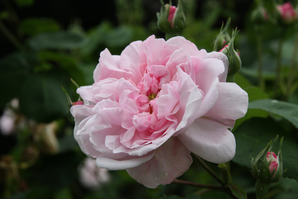 růže Rosa centifolia minor (Linz)