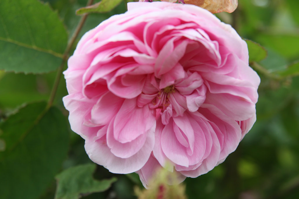 růže Rosa centifolia muscosa