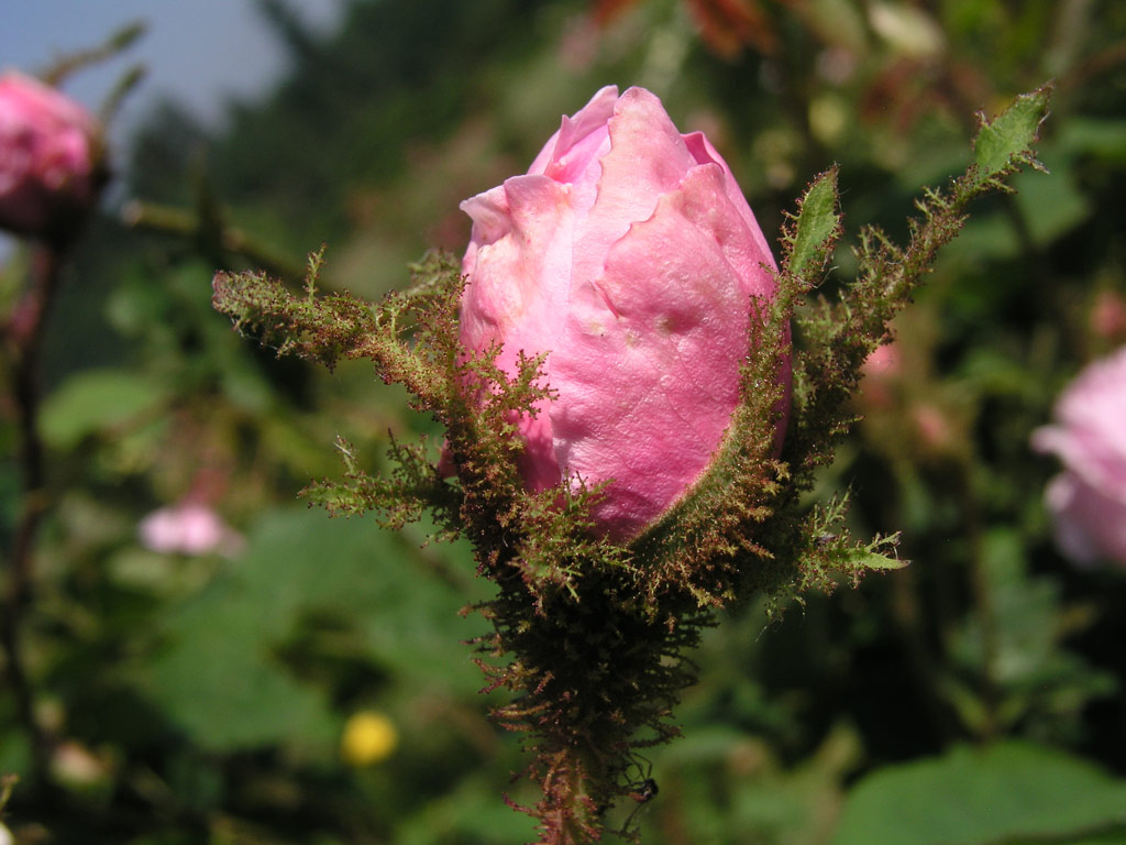 růže Rosa centifolia muscosa