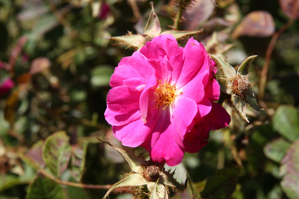 růže Rosa centifolia rubra