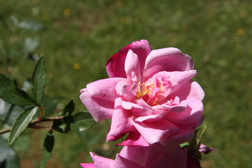 růže Rosa chinensis