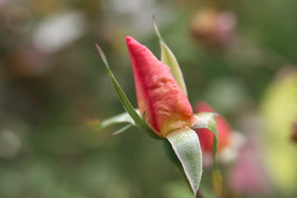 růže Rosa chinensis mutabilis