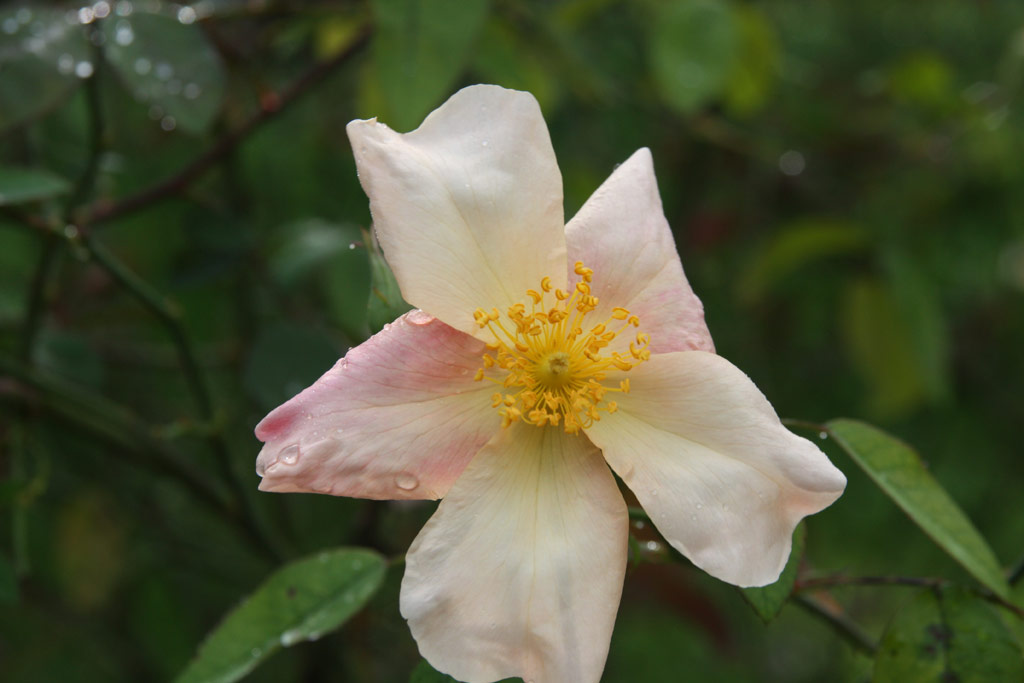 růže Rosa chinensis mutabilis