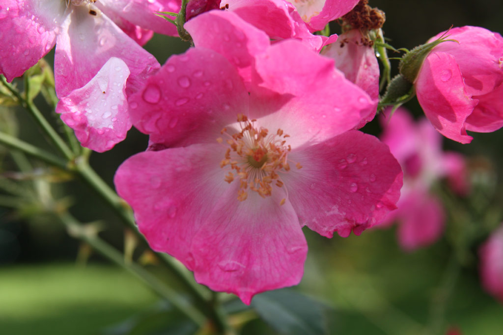 růže Rosa chinensis semperflorens