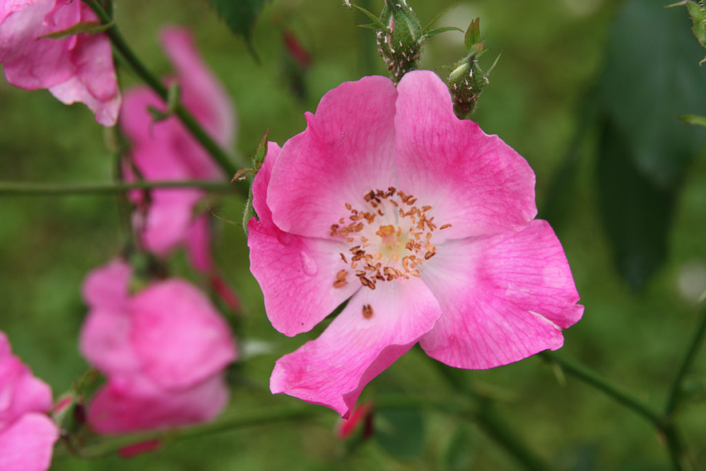 růže Rosa chinensis semperflorens