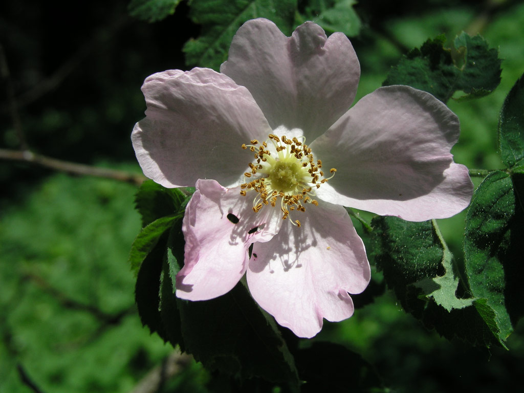 růže Rosa coriifolia