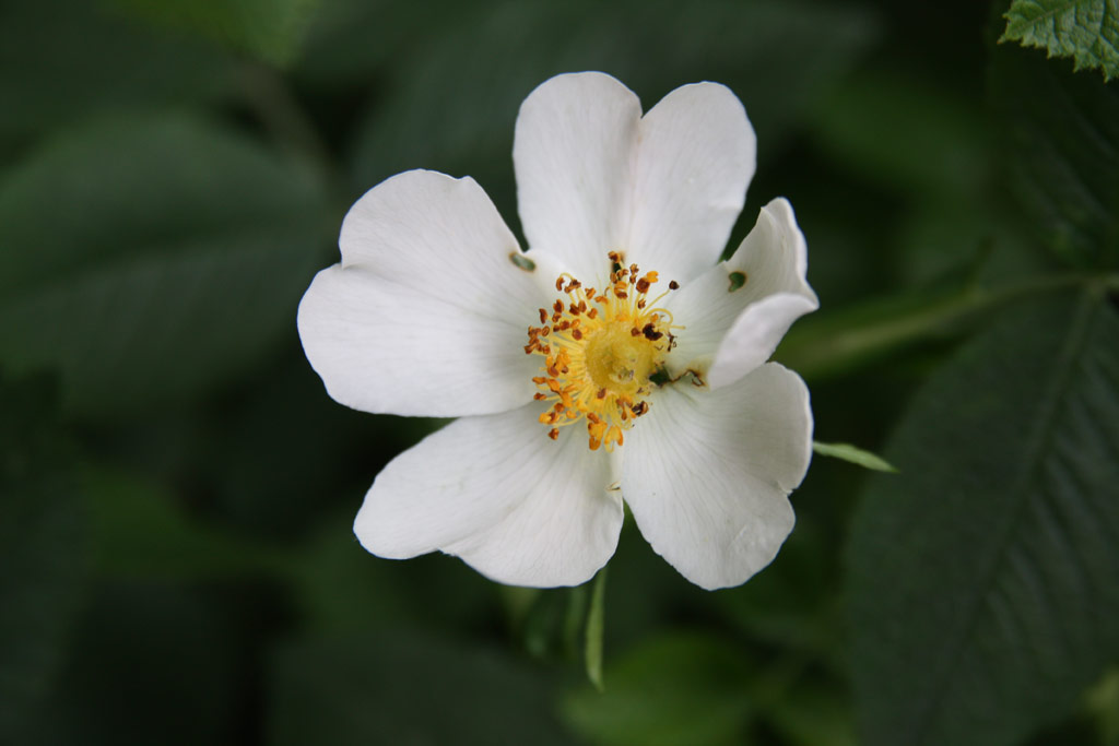 růže Rosa coriifolia Froebelii