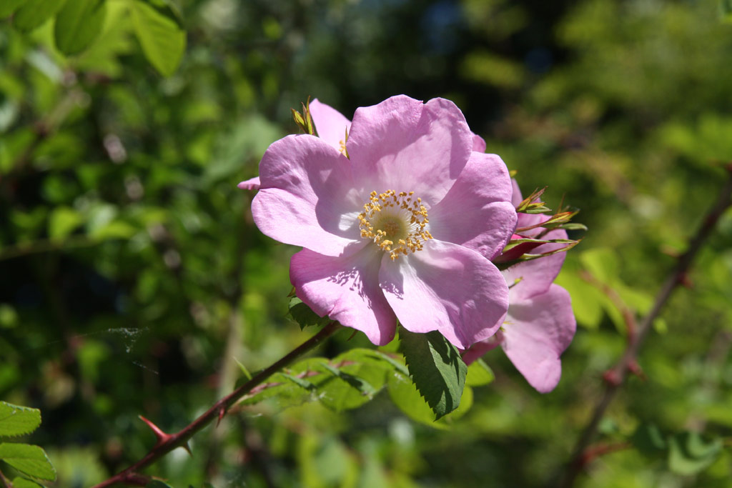 růže Rosa coriifolia (Sobotka)