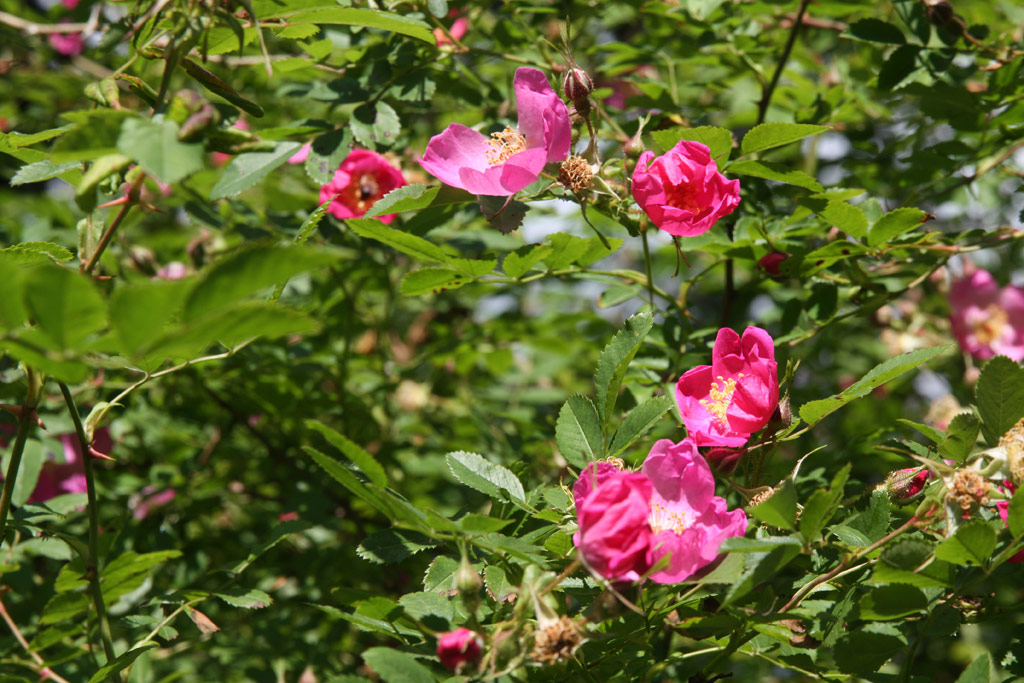 růže Rosa davidii
