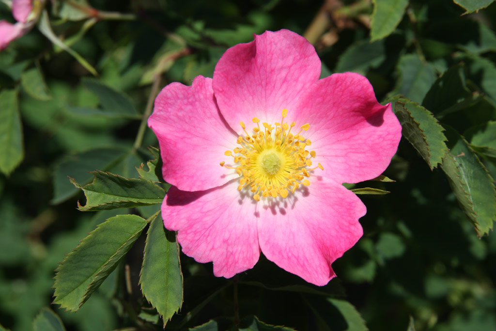 růže Rosa dumalis