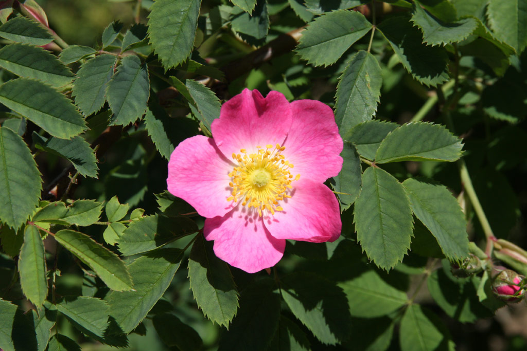 růže Rosa dumalis